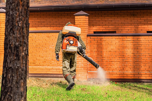 Trusted Ant Control service in Waimanalo, HI - Nex Pest Control